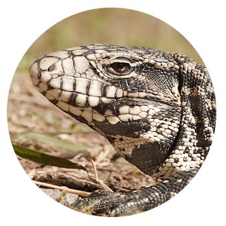 Black and White Tegu